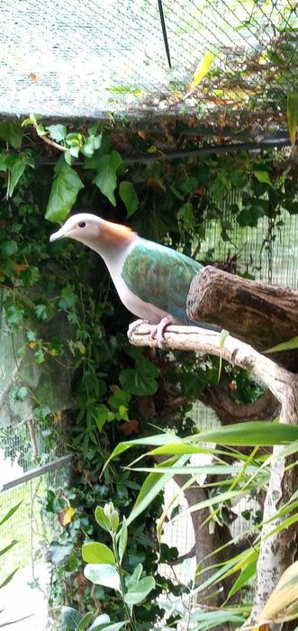 Casal de Ducula aenea paulina bon preço