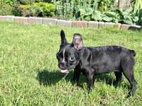 Buldog francuski - Azalia