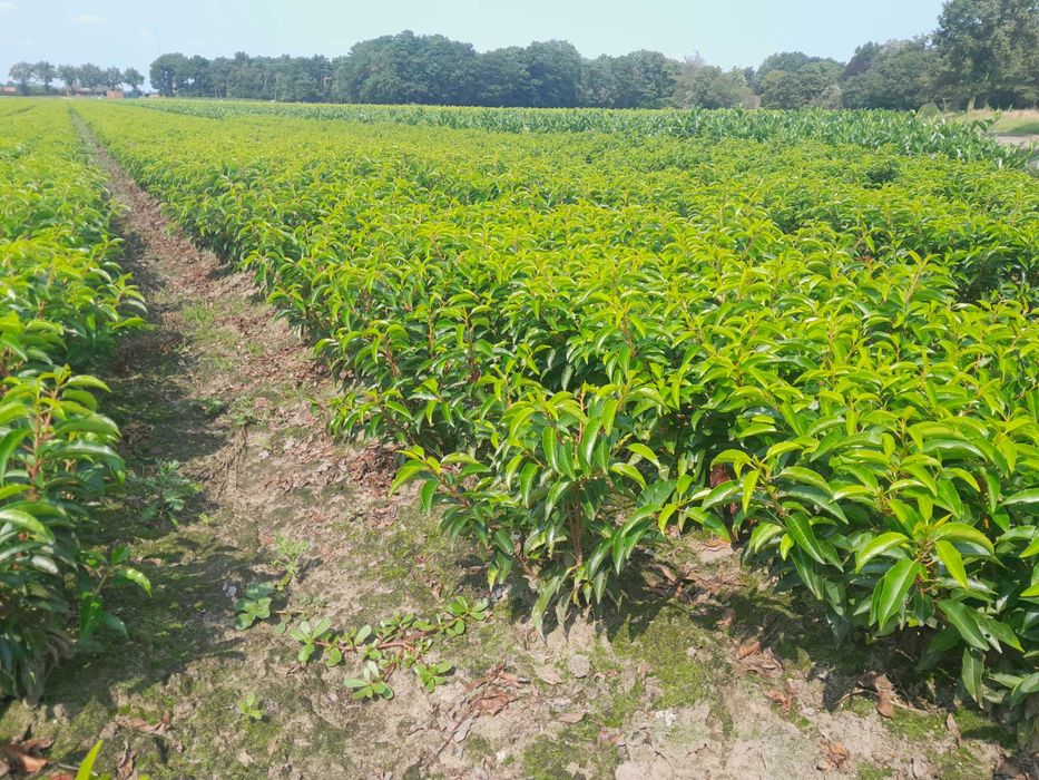 Novita! Laurowiśnia wschodnia! 150,180+ cm! Elly! Caucasica! Sadzimy!