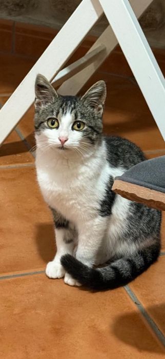 Gratis, Gatinha tigrada