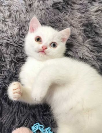 Кот альбинос, британец скотиш-страйт,разный глазки(голубой и зелёный).