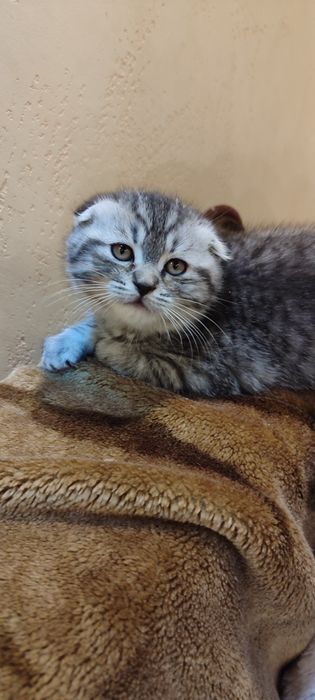 Котята скоттиш фолд