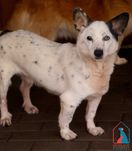 Pogo -mały spokojny  piesek szuka domu!!