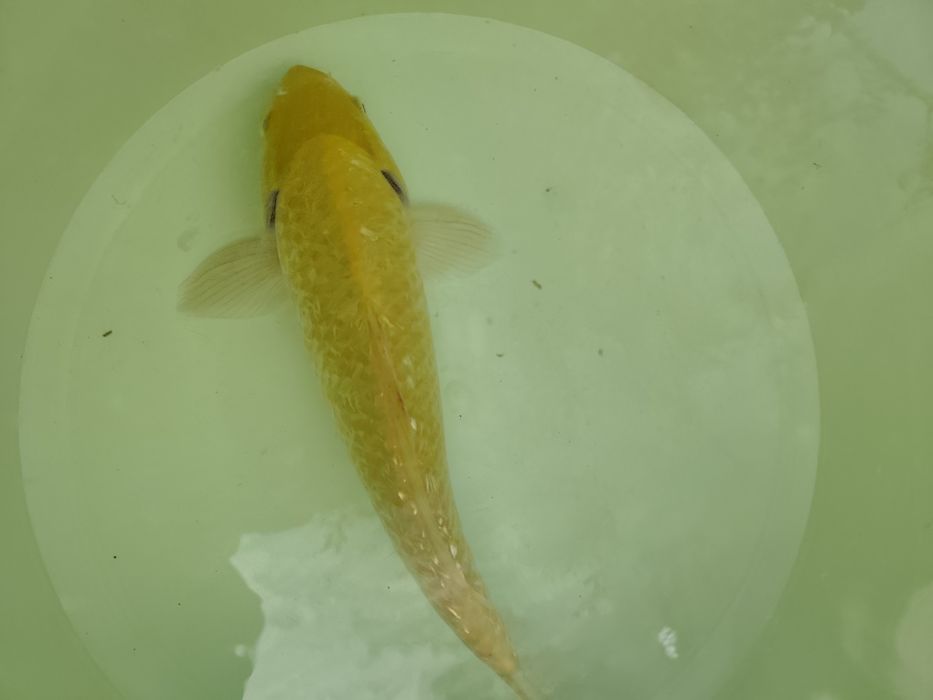 Carpa koi karashigoi