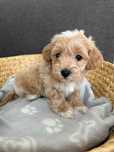 Piesek rasy Maltipoo