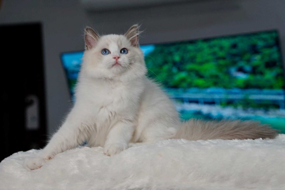Ragdoll kotek dla ciebie