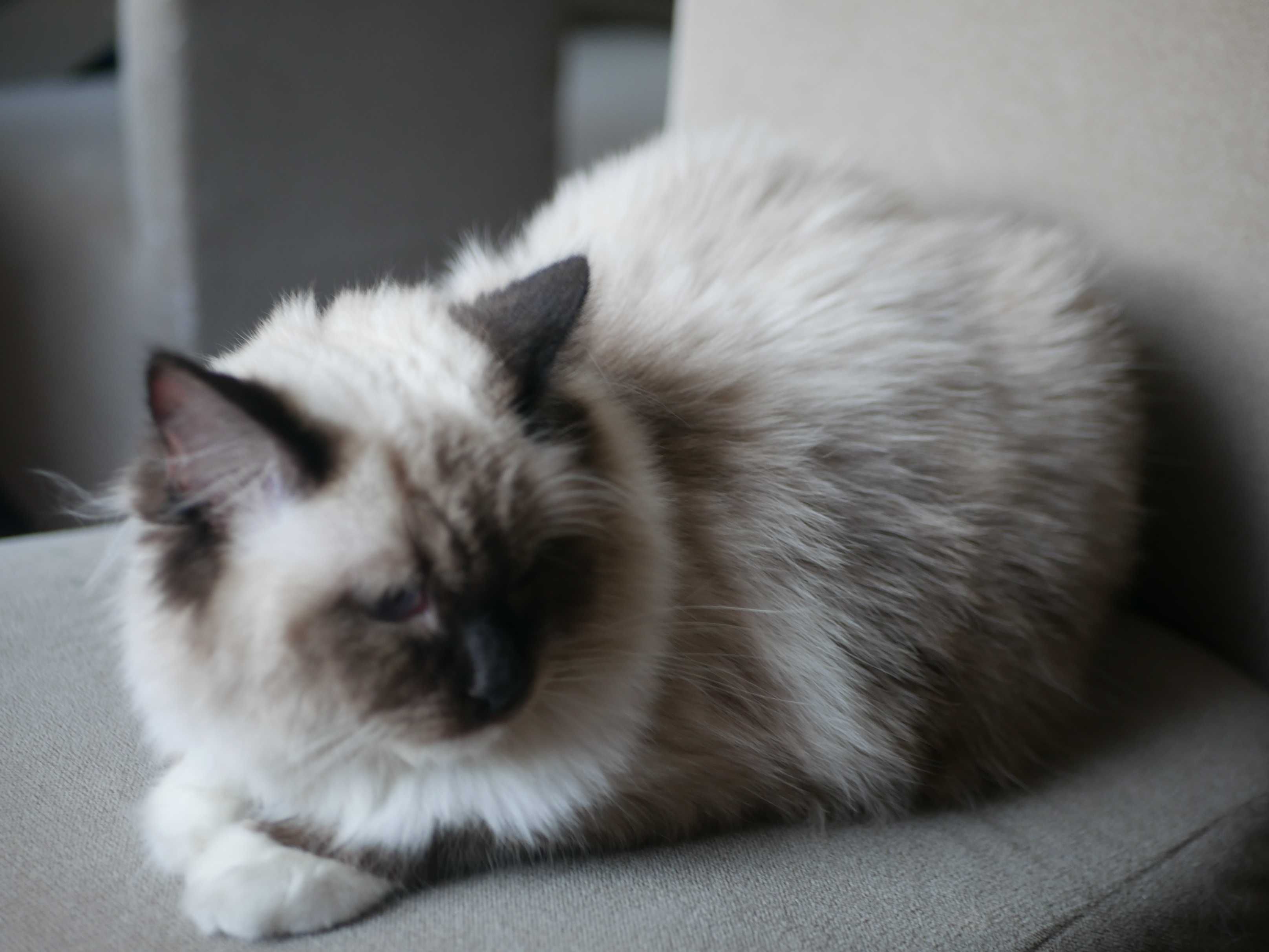 Ragdoll Willma, 9 cio miesięczna kotka do hodowli, FPL,FIFE