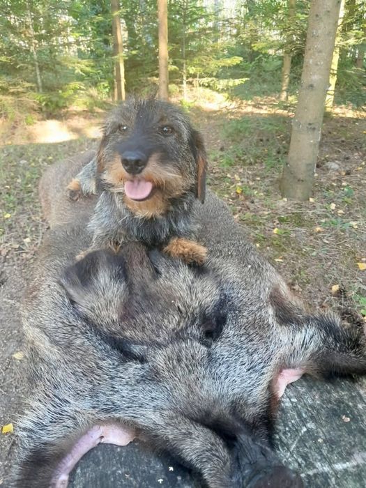 Jamnik  szorstkowłosy, Jamnik