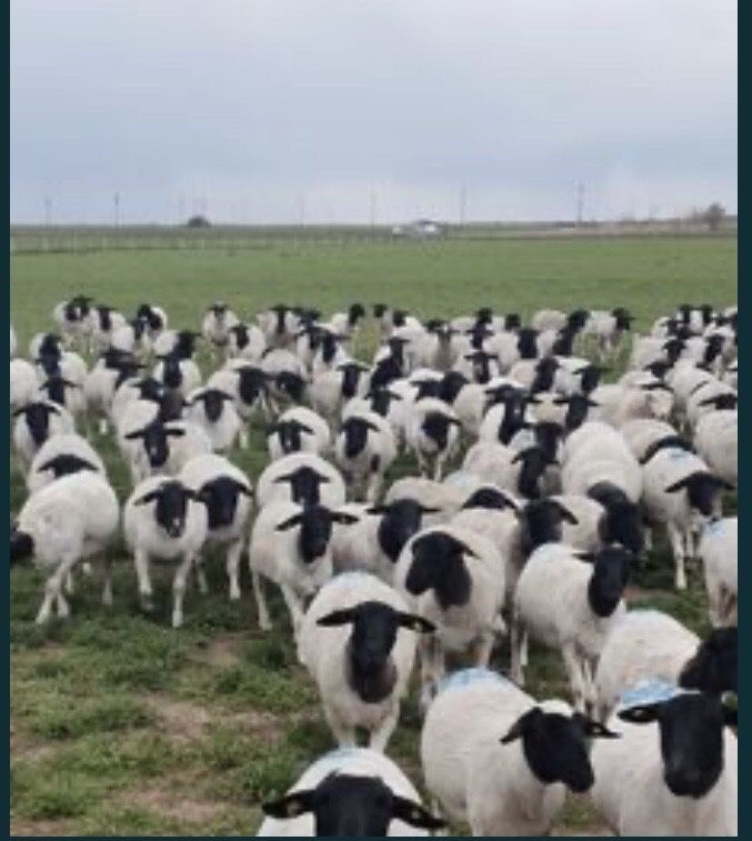 Продаю вівці породи Дорпер
