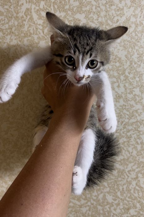 Отдам котенка девочку