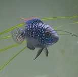Vendo peixe Ciclidio Jack Dempsey (Rocio octofasciata)