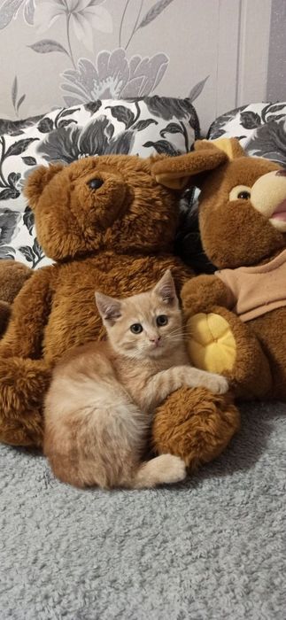 Котик-хлопчик, вік 2–2,5 місяці