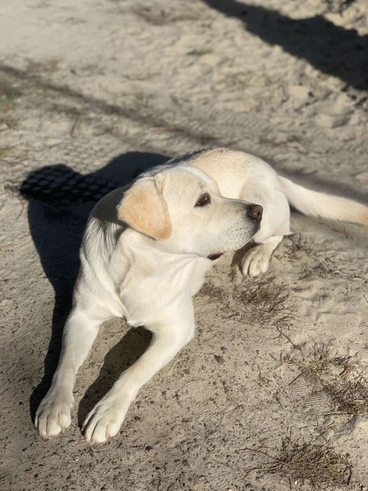 Вязка.Лабрадор 3 года с документами.