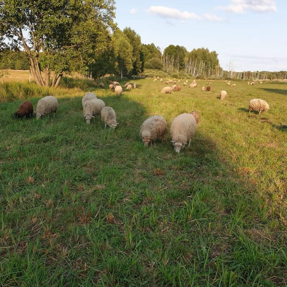 Sprzedam mlode baranki i owieczki