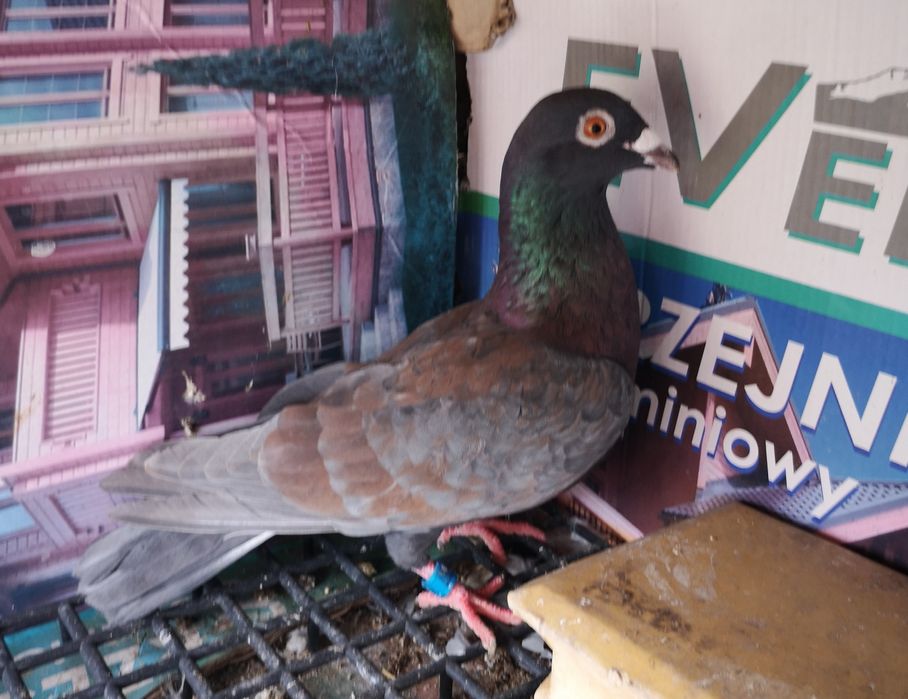 Gołębie pocztowe samczyk