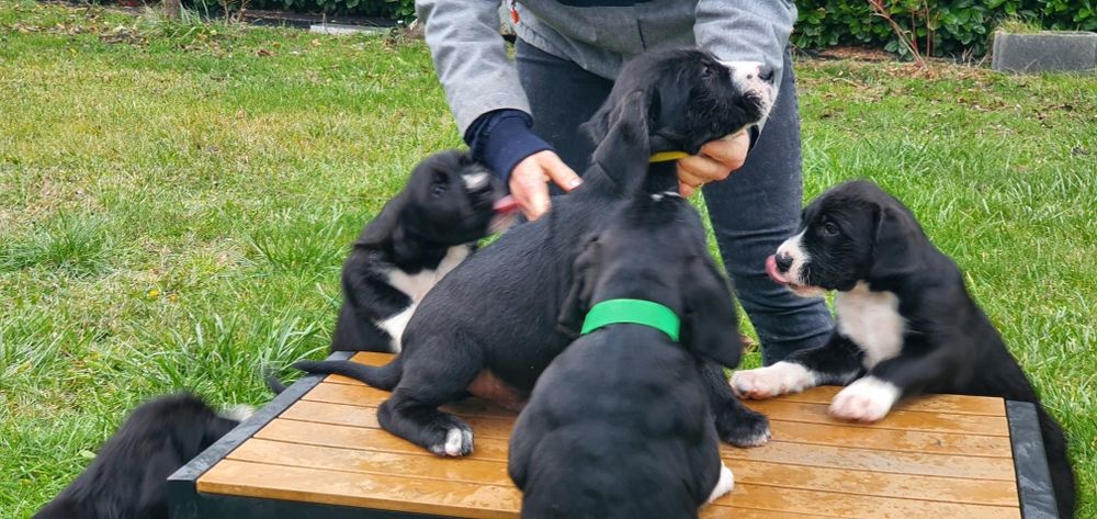 Sznaucer Olbrzym x Dog Argentyński