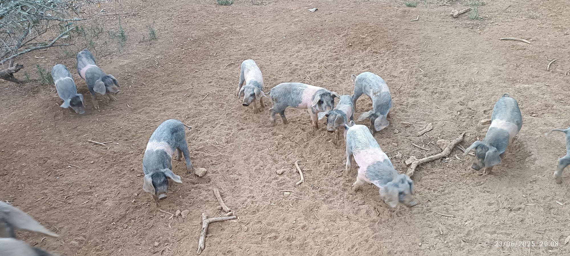 Porcos e Leitões Bisaro