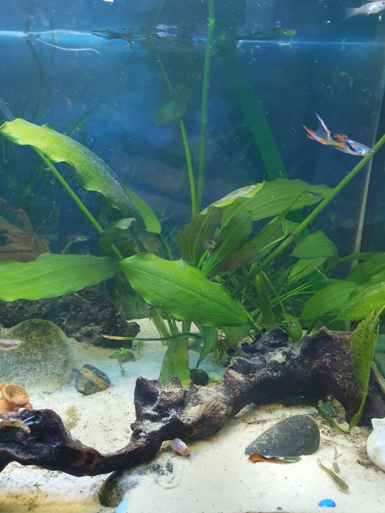 Guppies para venda ou troca