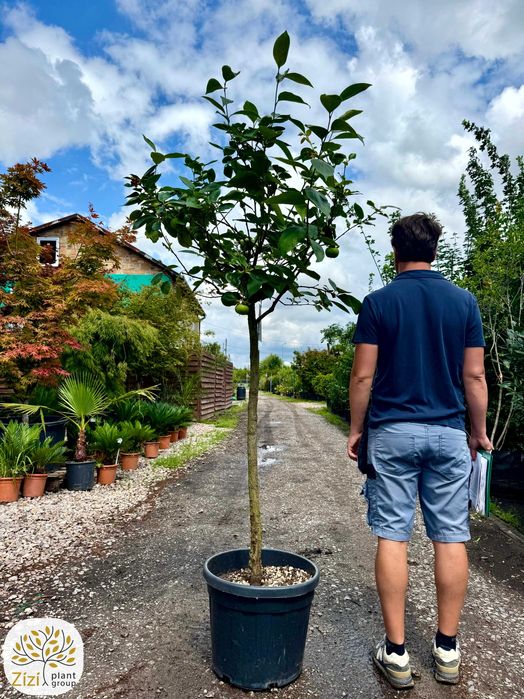 Diospyros 'Cioccolatino', 'Tipo', 'Vaniglia', Kaki, pień 80cm
