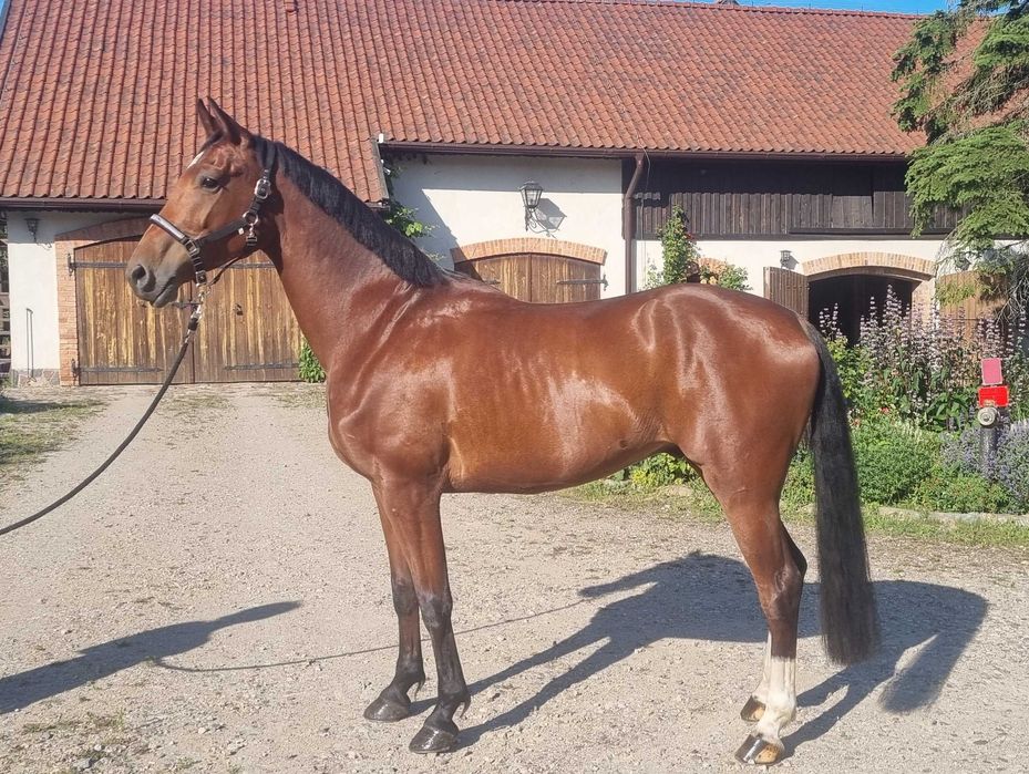 Wałach 6l. SP siodło zaprzęg skoki