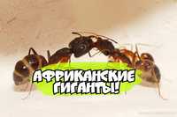 Продам ОГРОМНЫХ африканских муравьёв camponotus fellah!!!