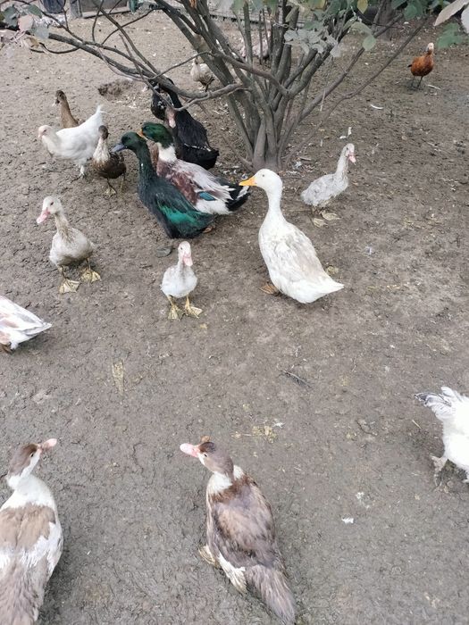 Kaczki drób staropolskie piżmowe  francuskie dworki