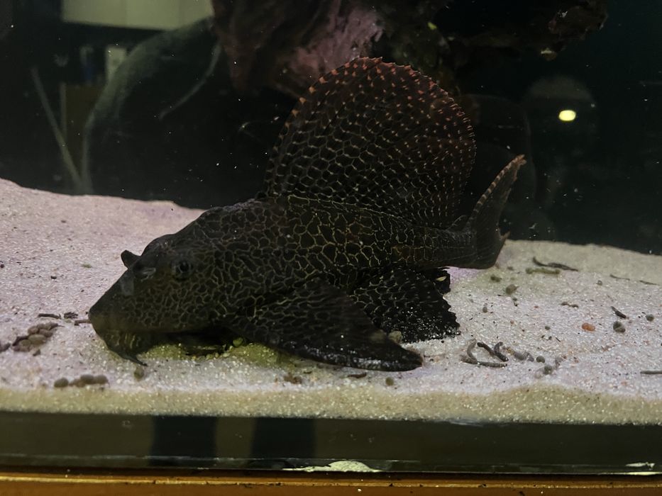 Pleco com 20/25 cm