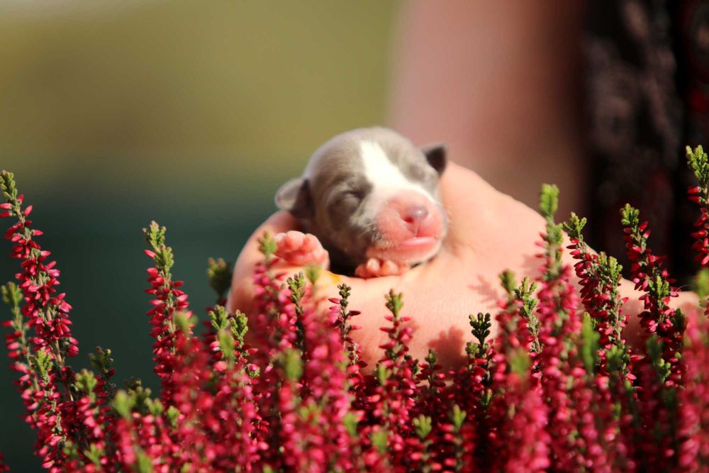 Whippet Chart angielski ZKwP/FCI śliczny piesek RANGO