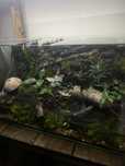 Akwarium / Paludarium z krabami wampir