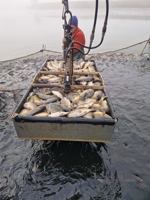 Sprzedaż Hurtowa Karpia Handlowego Oraz Kroczka Karpia Prosto z Hodowl