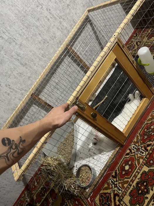 Кролик голанський мініат разом з кліткою та всим комплектуючим