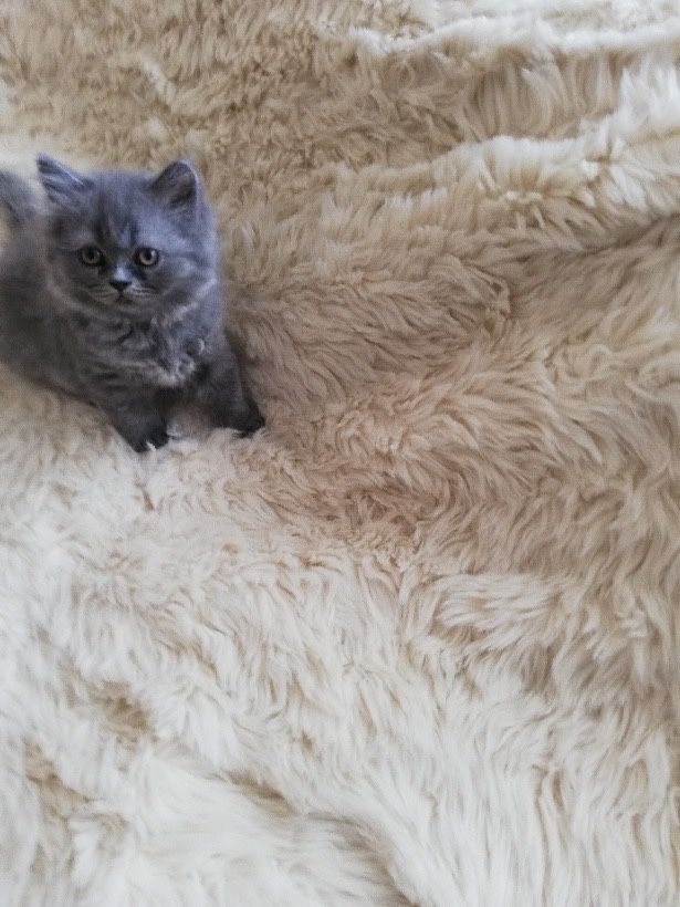 Puszysta arystokratka Brytyjka