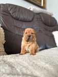 Shar pei dziewczynka
