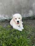 Szczeniak golden retriever chłopiec piesek