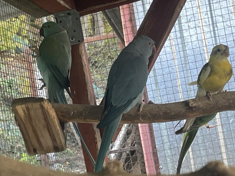 Zwierzeta szukaja nowej woliery