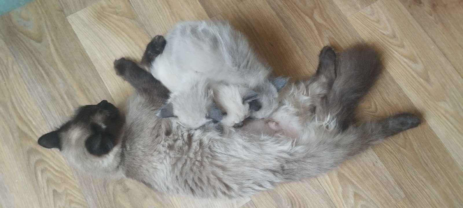 Кошенята Балінези 2 місяця