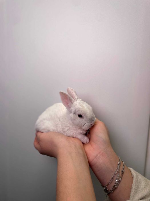 Милі декоративні висловухі, нідерландські кролики до свята для дітей