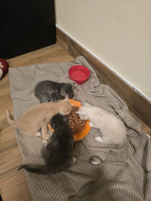 Tenho duas gatas cinza para adopção