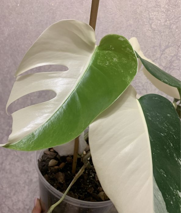 Продам монстеру Альба