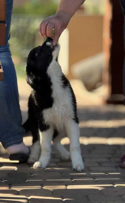 Piesek Border Collie ZKWP/FCI