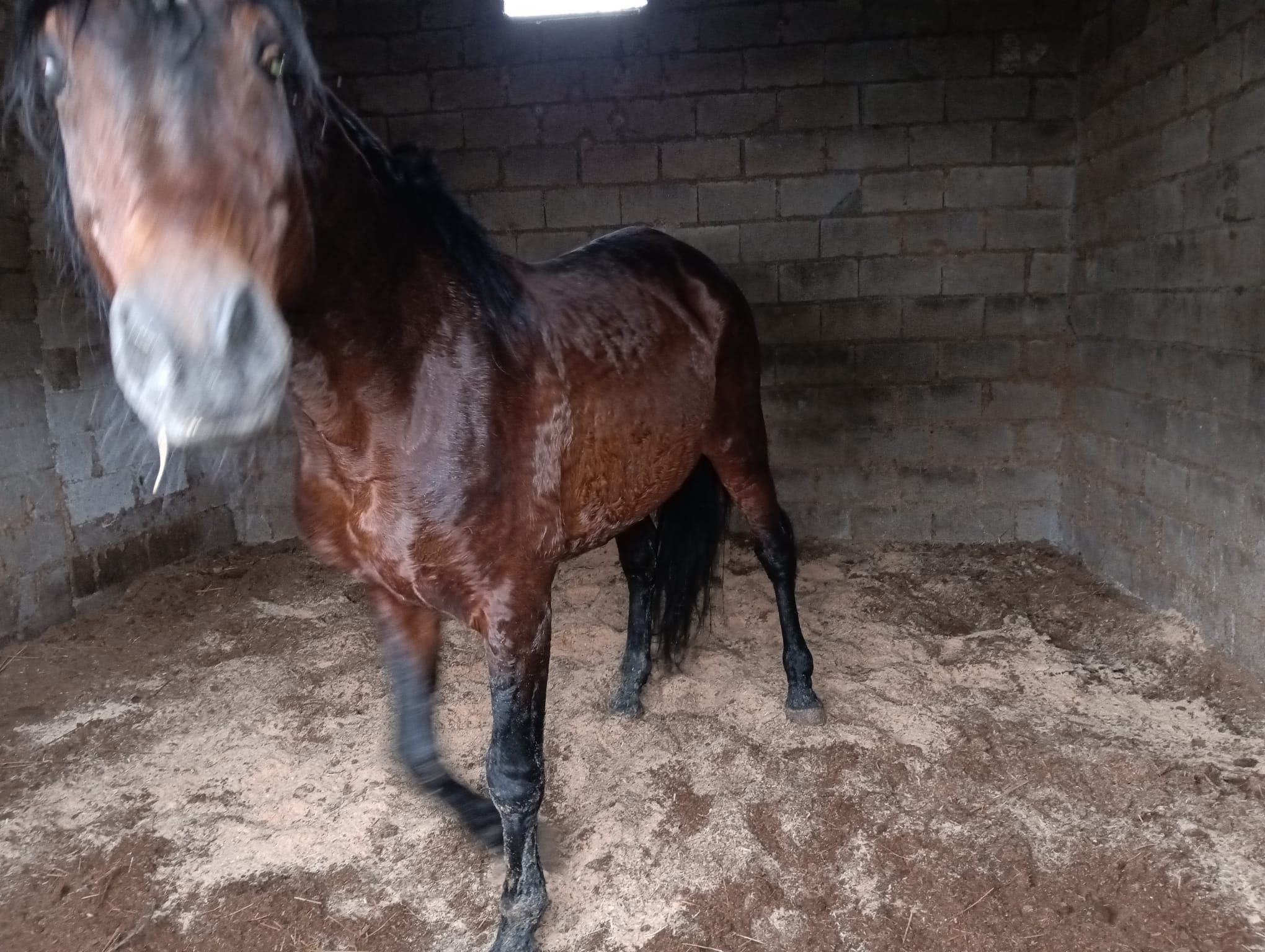 Vendo cavalo Lusitano