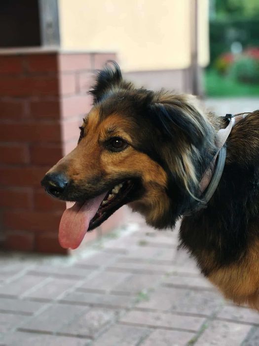 Cudowna Lusia czeka na swój dom