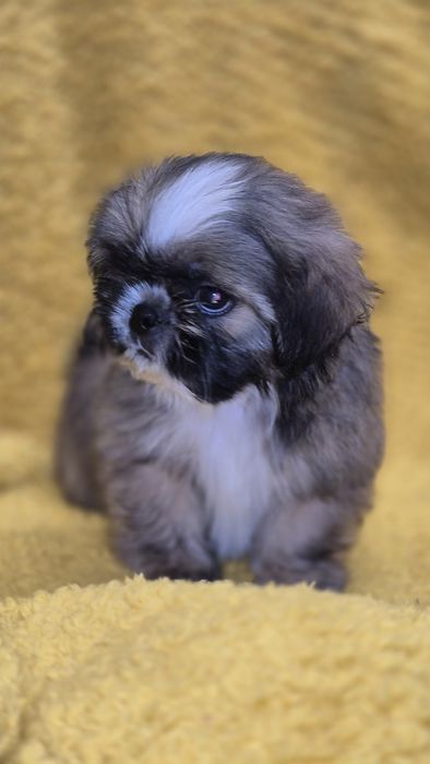 SHIH TZU śliczny piesek