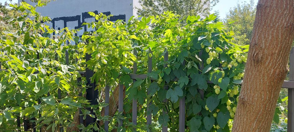 Chmiel na Szybki ŻYWOPŁOT Sadzonka Humulus Lupulus