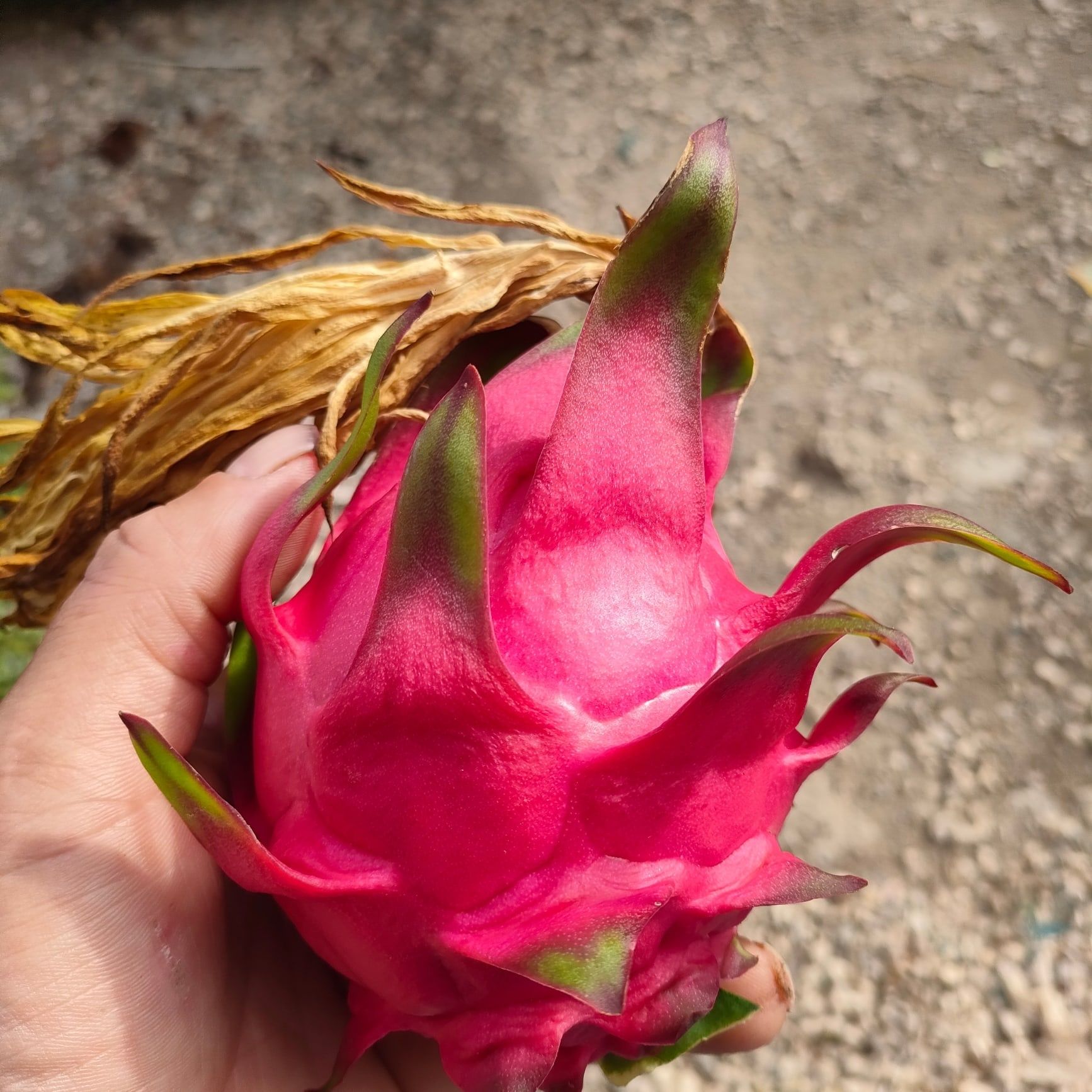 Venda de plantas