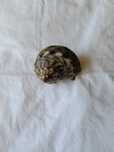 Concha turbo marmoreado
