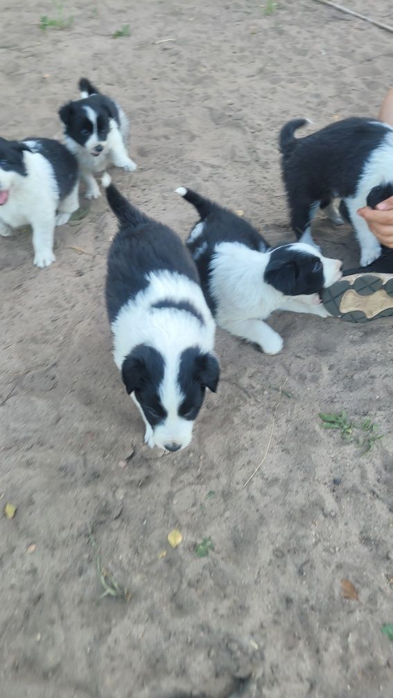 Border colli oddam