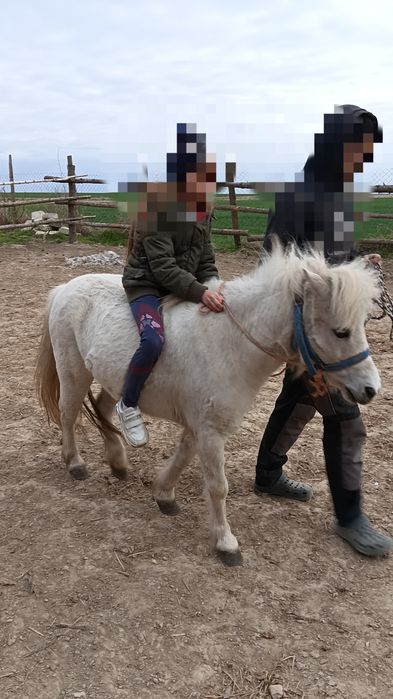 Kucyk klacz zajeżdżona