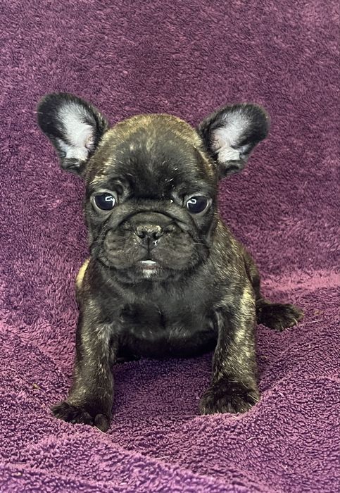 Buldog Francuski pregowany piesek - ZKwP/FCI