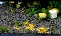 Krewetki Yellow Neon Golden Line ( nie Yellow Neon)